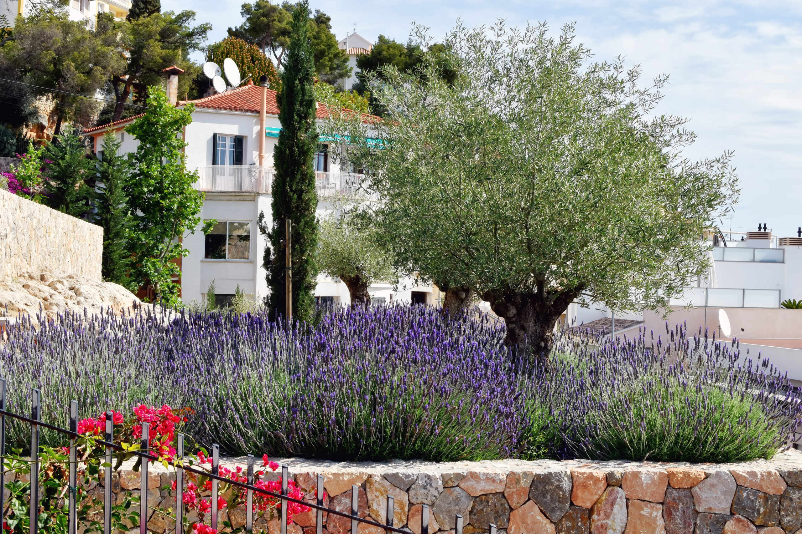 Beautiful Garden - Mallorca